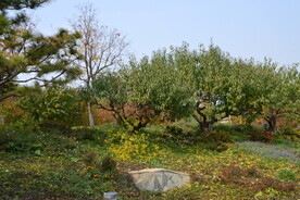 公园风景
