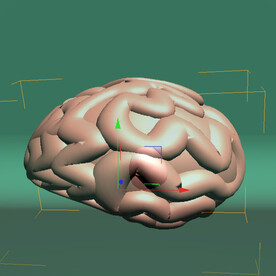 C4D模型大脑