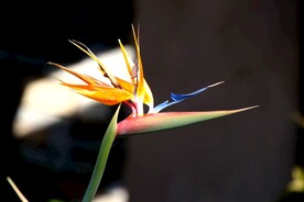 开花