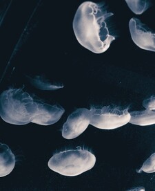 水母