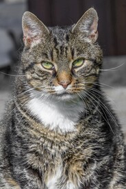 狸花猫