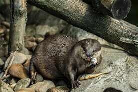 水獭 