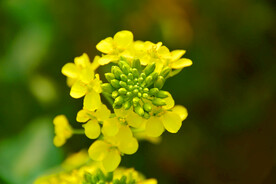 油菜花