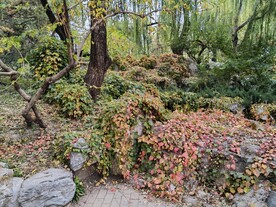 爬墙虎