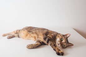 猫咪