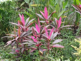 朱蕉