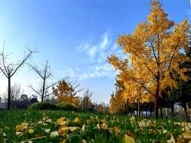 银杏树林叶