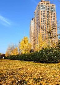 银杏树林叶