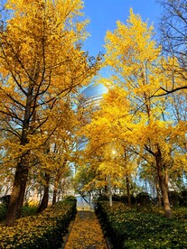 银杏树林叶