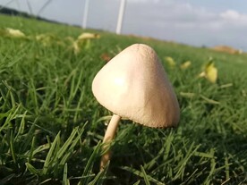 一朵白蘑菇
