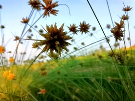 一片野花