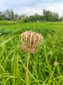 野蒲公英花