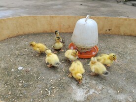 一群小黄鸭子