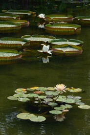 莲花池风景  