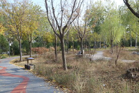 莲花池风景  