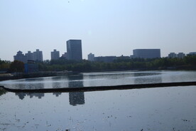 莲花池风景  