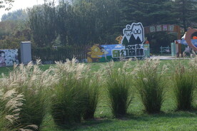 芒草风景 
