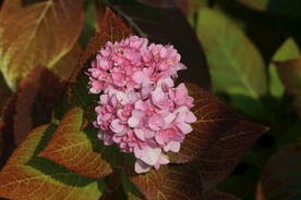 绣球花  