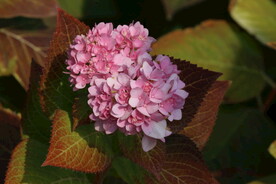 绣球花 