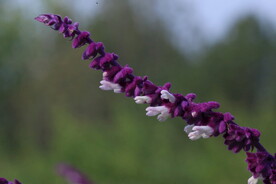 鼠尾草