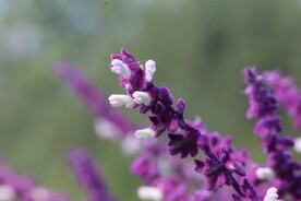 鼠尾草