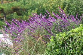 鼠尾草