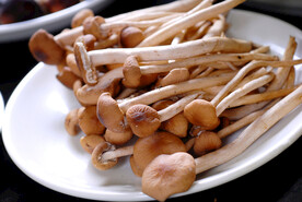 海鲜汤锅类茶树菇