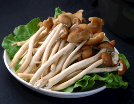 菌茶树菇