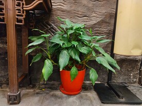 白鹤芋