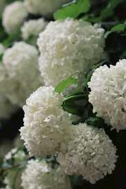 花的图片