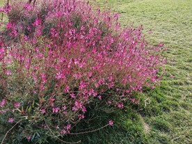 山桃草 