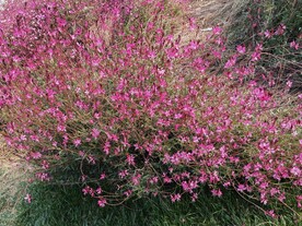 山桃草