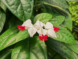 龙吐珠 