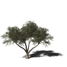 Cinema4D 树木  