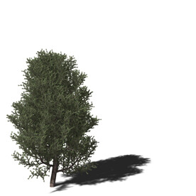 Cinema4D 树木 