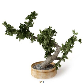 C4D模型 绿色植物 