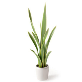 C4D模型 绿色植物 