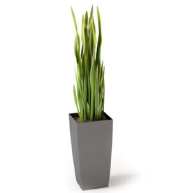 C4D模型 绿色植物 
