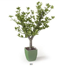 C4D模型 绿色植物 
