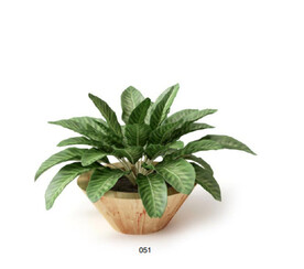 C4D模型 绿色植物 