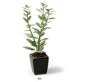 C4D模型 绿色植物 