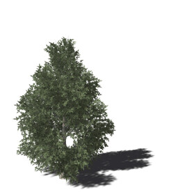 C4D模型 树木 