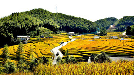 崇义上堡梯田风光