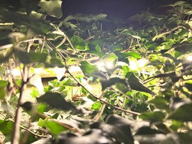 爬山虎