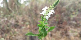 石荠苎
