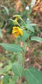 田麻花