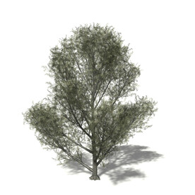C4D模型 树木 