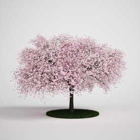 C4D模型 树木  