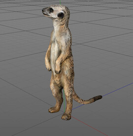 C4D模型猫鼬