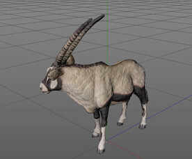 C4D模型羚羊